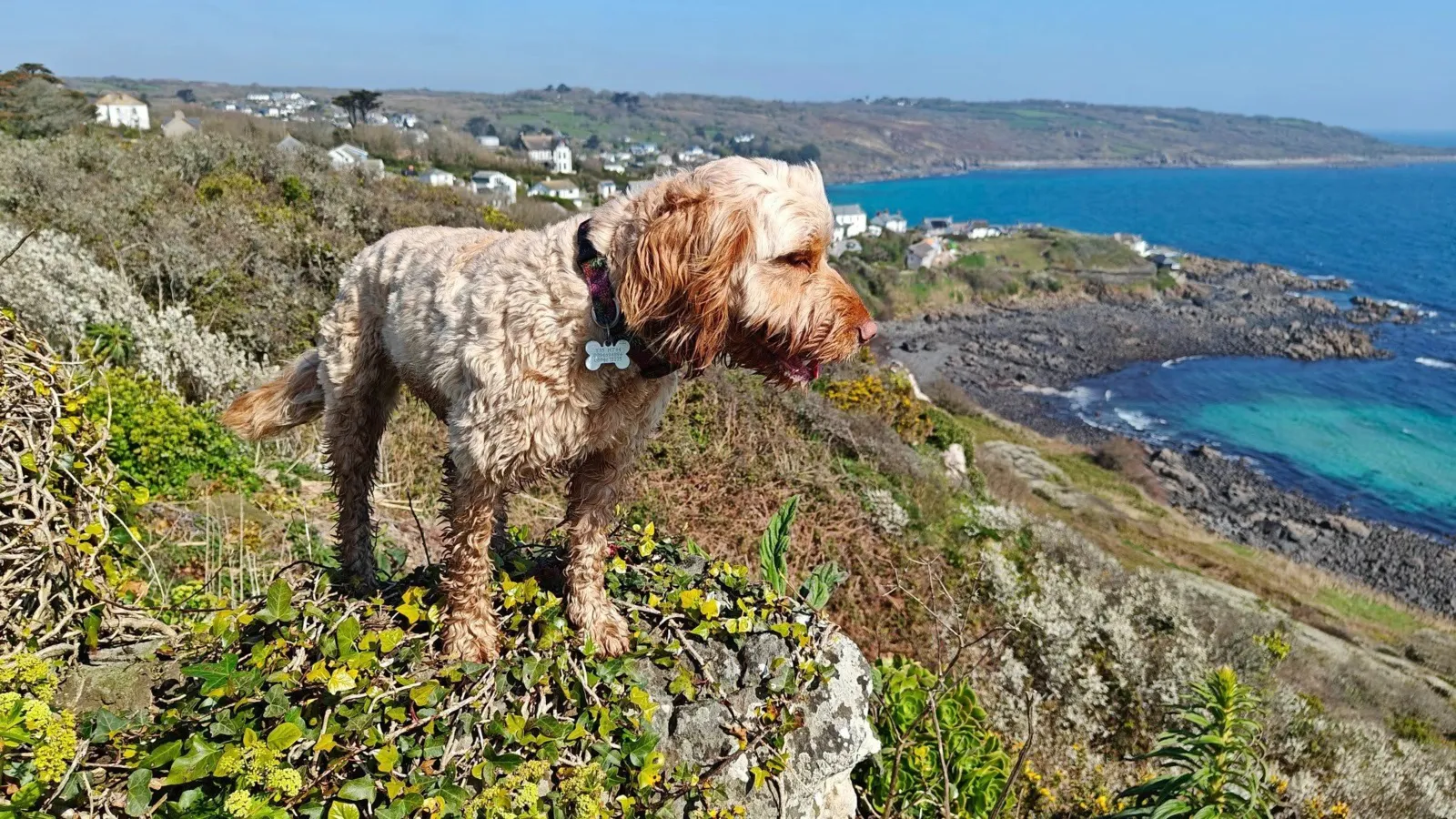 Dog walking in Coverack, Lizard Peninsula, Cornwall