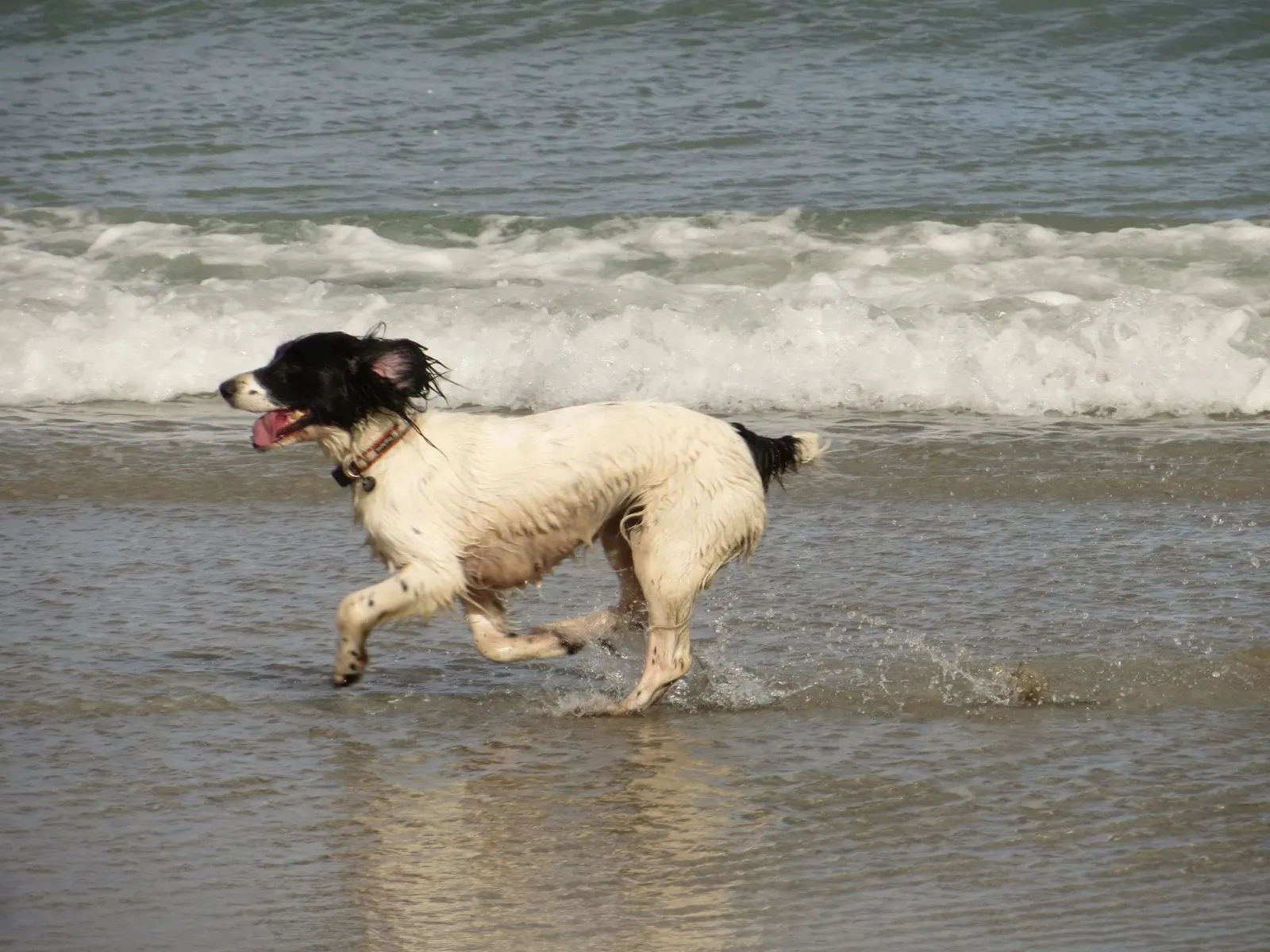 Dog-Friendly-Coverack-Beach-1920w.JPG