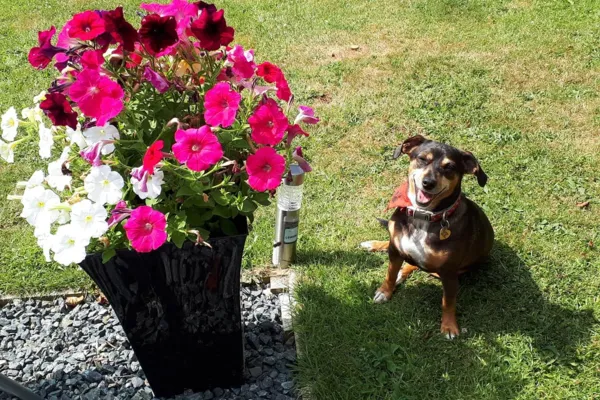 Dog Friendly Holidays in Coverack, Lizard Peninsula