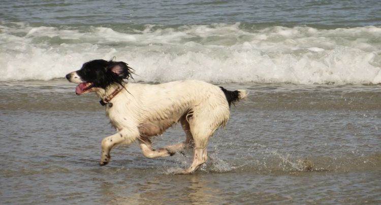 Dog-Friendly Beaches Near Coverack, Cornwall (Best Spots and Rules)